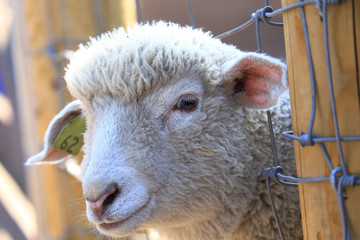 Fototapeta premium 子羊の顔 アップ