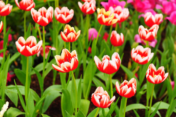 Group of Red Tulips