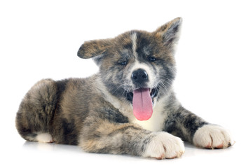 puppy akita inu