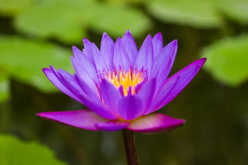 A vibrant purple lily blooming in a pond.