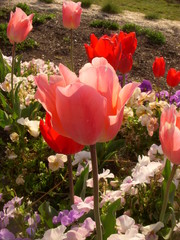 tulipe