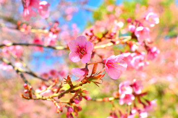 Spring Cherry Blossom