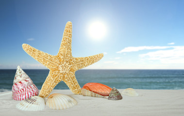 Fototapeta na wymiar starfish with sea shells