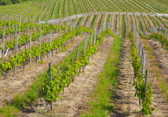 Fototapeta na wymiar vineyards, wine production (txakoli) Getaria.