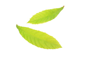 Obraz premium ビワの若菜