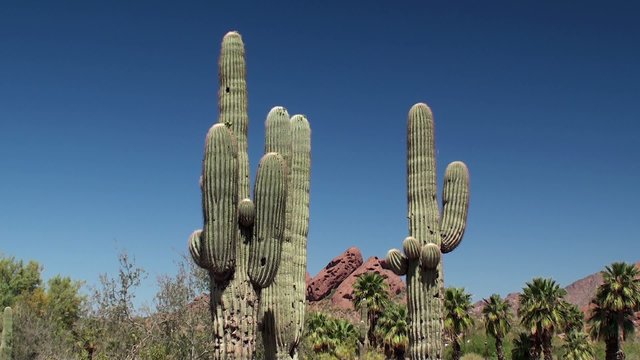 Giant Saguaro ( Carnegiea gigantea) at Papago park. Arizona