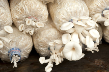 bag of mushrooms grown on the farm.