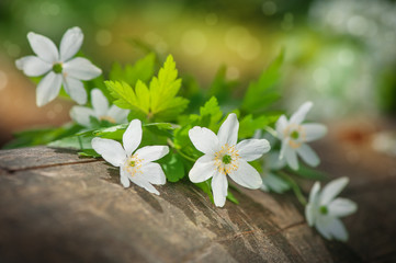 White spring flowers on the old wood