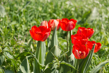 red tulips on a green background
