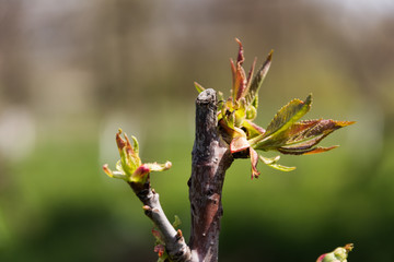 apple stalk
