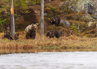 Female bear with two cubs
