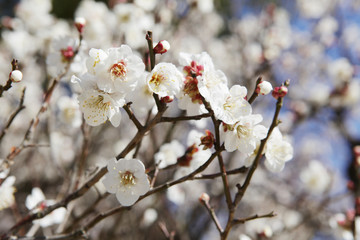 The image of flower