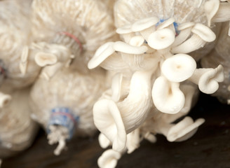 bag of mushrooms grown on the farm.