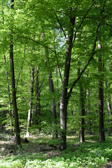 Obraz premium Frühlingswald