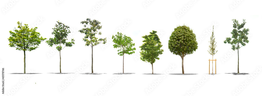 Wall mural Pack of beautiful green trees isolated on white background