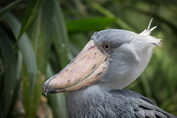 Shoebill, Abu Markub (Balaeniceps rex)