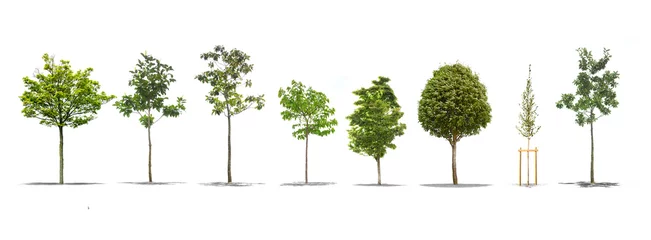 Poster Pack of beautiful green trees isolated on white background © Production Perig