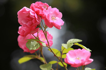 Obraz premium The image of flower