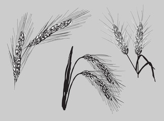set of wheat ears isolated on grey background