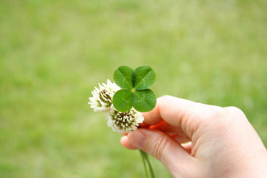 Four leaf clover and flowers