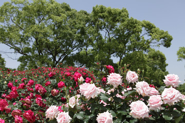 The image of beautiful nature