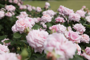 The image of beautiful nature