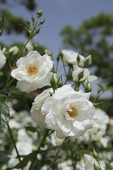 Fototapeta premium The image of beautiful nature