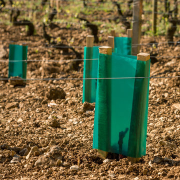 travaux de repiquage des vignes 