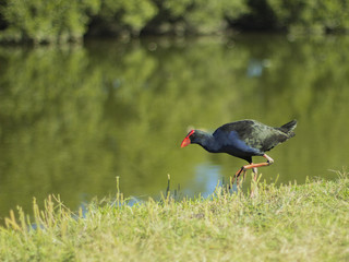 Purple Swamphen walking by the river