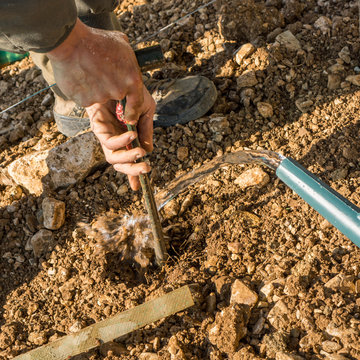 arrosage et repiquage vigne