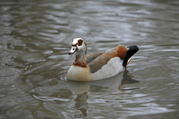 Nilgans