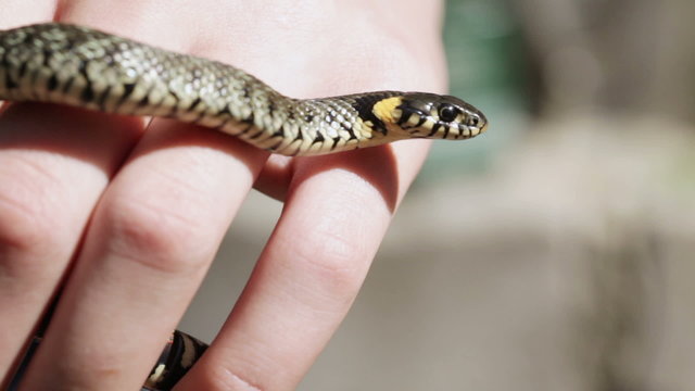 Grass snake in his hands