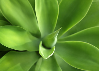 Background Aloe