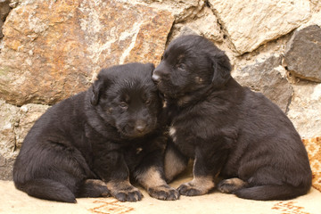 small black puppy dogs