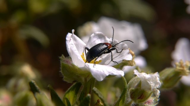 beetle on flower jara