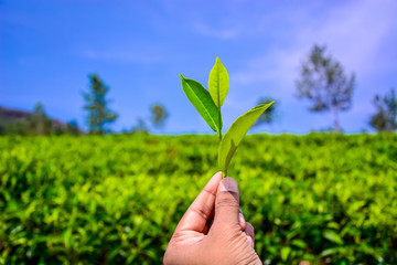 Fototapeta na wymiar hand holding a piece of green tea leaf
