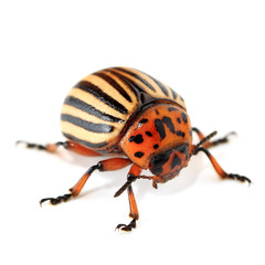 colorado beetle