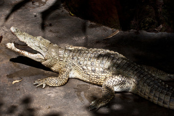 Obraz premium fotoalia