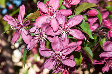 Red flowers spring crabapple