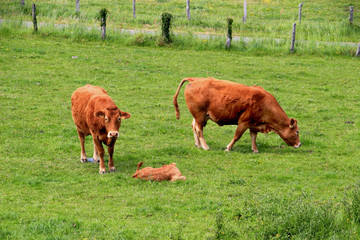 Vaches Limousines au repos.