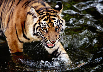 Sumatran tiger cub - 65184155