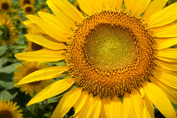 Obraz premium The image of beautiful flower