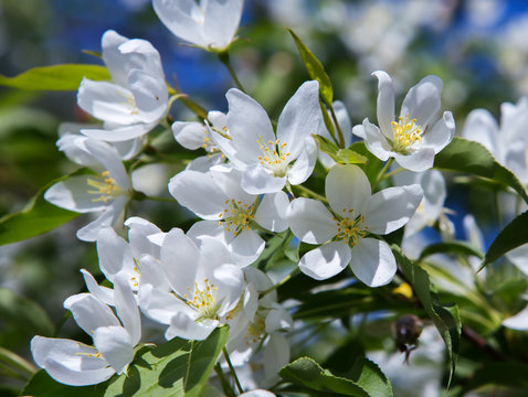 apple blossom