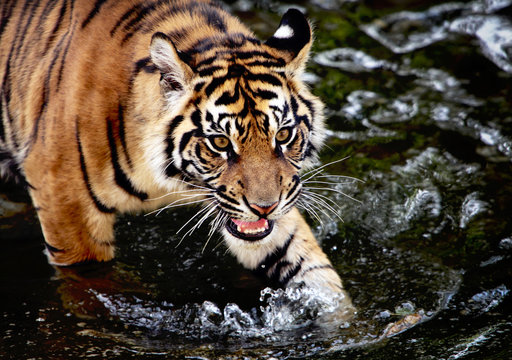 Sumatran tiger cub