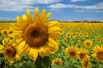Fototapeta premium The image of beautiful flower