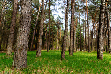 Obraz premium Grüner Wald