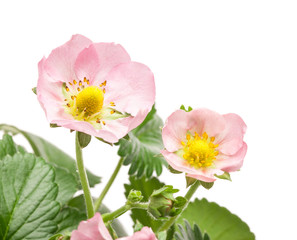 Fototapeta na wymiar Pink flowers on strawberry on white background