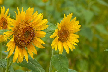 The image of beautiful flower