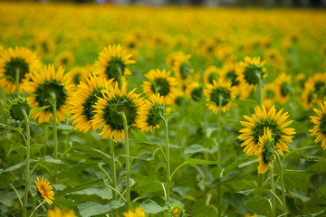 The image of beautiful flower