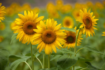 The image of beautiful flower